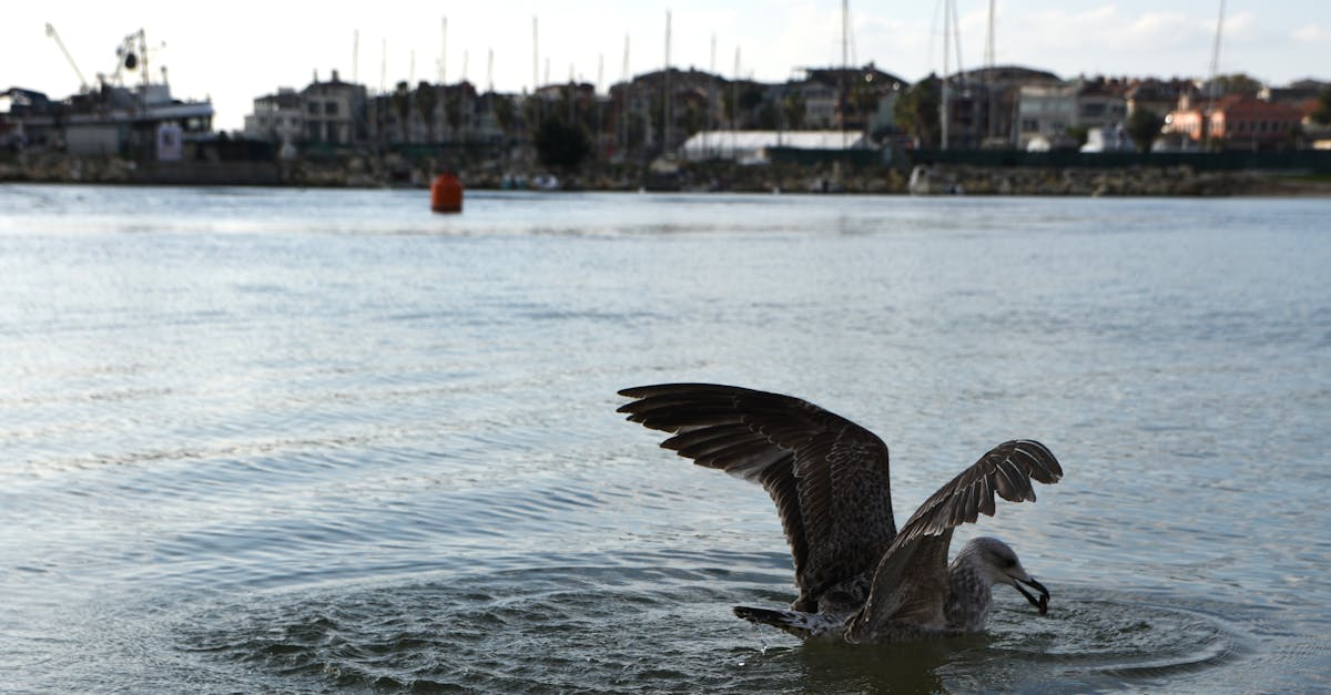 Crafting the Perfect Seafood Menu for Byron Bay Restaurants