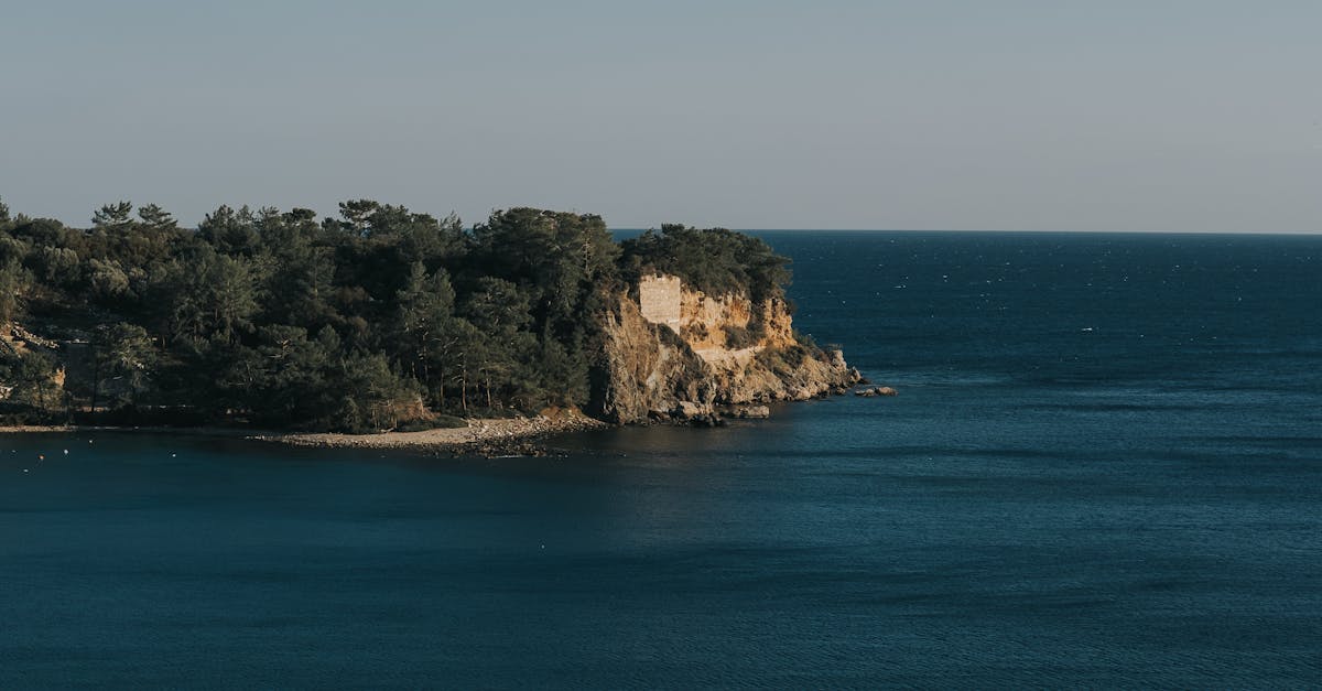 Savoring Coffee with Your Canine: Byron Bay's Best Pet-Friendly Spots